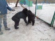 Превью фото № 175893