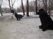 Превью фото № 175895