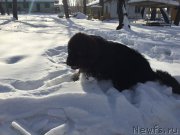 Превью фото № 175937