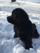 Превью фото № 175945