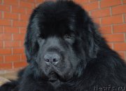 Превью фото № 175962