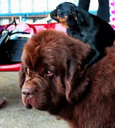 Превью фото № 175987