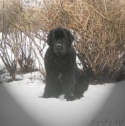 Превью фото № 175993