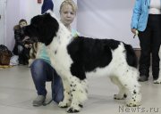 Превью фото № 176014