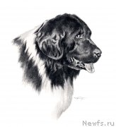 Превью фото № 176017