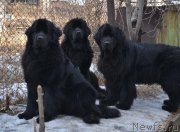 Превью фото № 176030