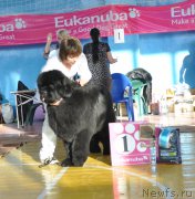 Превью фото № 176062