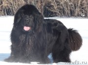 Превью фото № 176073