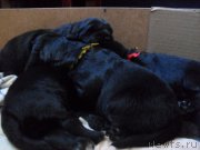 Превью фото № 176160