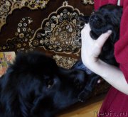 Превью фото № 176162