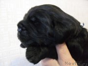 Превью фото № 176166