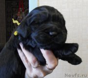 Превью фото № 176167