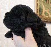 Превью фото № 176172