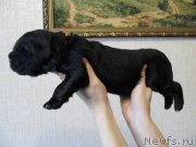 Превью фото № 176176