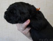 Превью фото № 176177