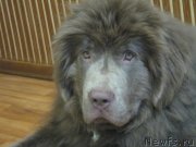 Превью фото № 176183