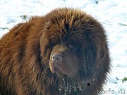 Превью фото № 176190