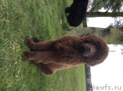 Превью фото № 176228