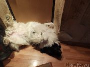 Превью фото № 176231