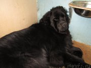 Превью фото № 176236