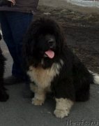 Превью фото № 176243