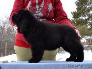 Превью фото № 176251