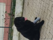 Превью фото № 176271