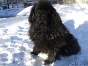 Превью фото № 176295