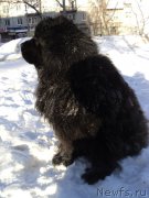 Превью фото № 176297