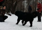 Превью фото № 176332