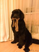 Превью фото № 176374