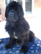 Превью фото № 176375