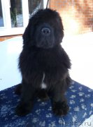 Превью фото № 176377