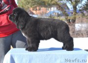 Превью фото № 176388