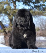 Превью фото № 176389