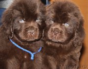 Превью фото № 176451