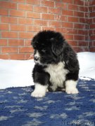 Превью фото № 176476