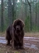 Превью фото № 176498