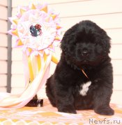 Превью фото № 176529