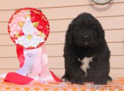 Превью фото № 176531