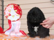 Превью фото № 176532