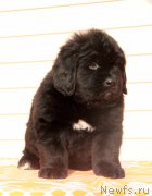 Превью фото № 176535