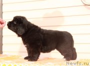 Превью фото № 176536