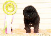 Превью фото № 176537