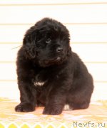 Превью фото № 176538