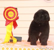 Превью фото № 176540