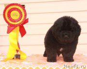 Превью фото № 176541