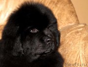 Превью фото № 176545