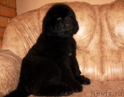 Превью фото № 176547