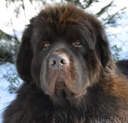 Превью фото № 176567